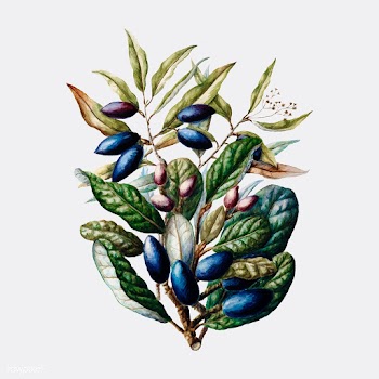 Antique plant Beilschmiedia Taiaire Tawa draw.. | Free stock vector - 471555