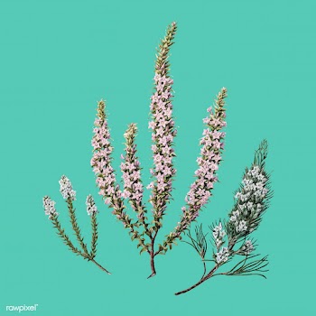 Antique plant Epacris (2species) drawn by Sar.. | Free stock vector - 471520