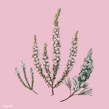 Antique plant Epacris (2species) drawn by Sar.. | Free stock vector - 471524