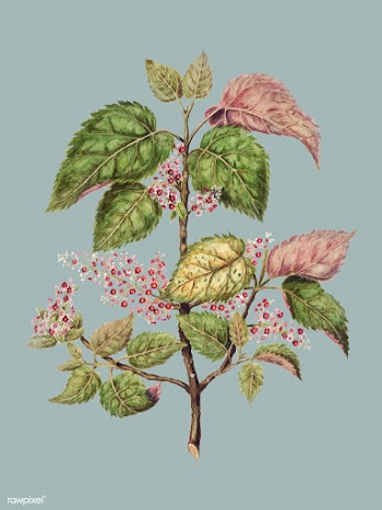 Antique plant Makomako - Aristotelia Racemosa.. | Free stock vector - 471434