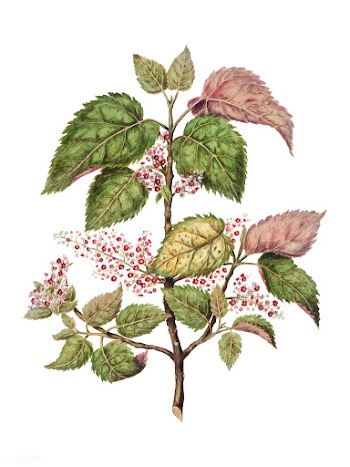 Antique plant Makomako - Aristotelia Racemosa.. | Free stock vector - 471462