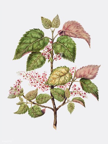 Antique plant Makomako - Aristotelia Racemosa.. | Free stock vector - 471475