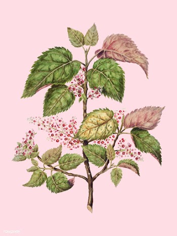 Antique plant Makomako - Aristotelia Racemosa.. | Free stock vector - 471487