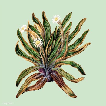 Antique plant Mountain daisy drawn by Sarah F.. | Free stock vector - 471556