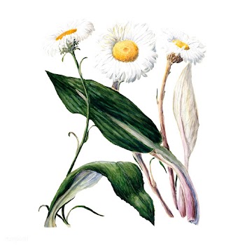 Antique plant New Zealand mountain daisies dr.. | Free stock vector - 471256