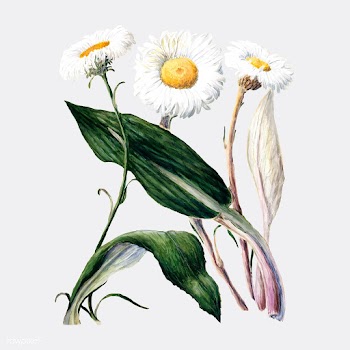 Antique plant New Zealand mountain daisies dr.. | Free stock vector - 471262
