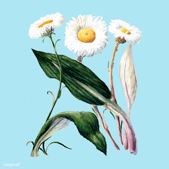 Antique plant New Zealand mountain daisies dr.. | Free stock vector - 471263