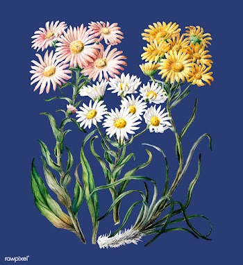 Antique plant New Zealand snow groundsels dra.. | Free stock vector - 471269