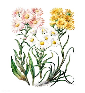 Antique plant New Zealand snow groundsels dra.. | Free stock vector - 471271