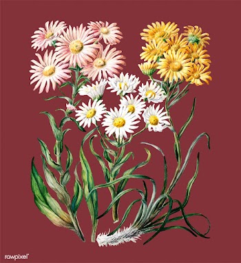 Antique plant New Zealand snow groundsels dra.. | Free stock vector - 471277