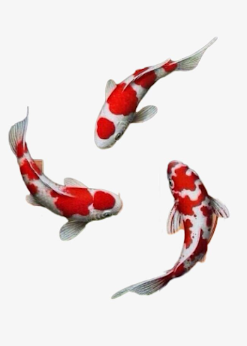 Antique Red Koi, Koi, Fish, Antiquity PNG Transparent Image and ...