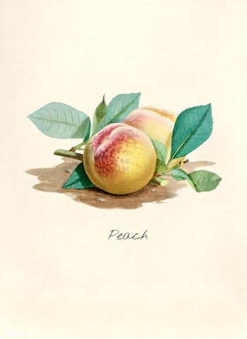 Antique watercolor drawing of peach | Free stock illustration - 263145