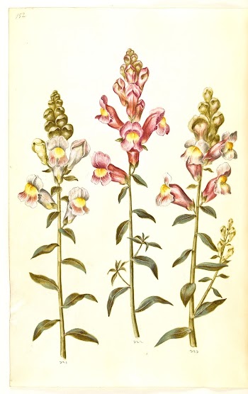 Antirrhinum majus (garden snapdragon) by Maria | Free Photo - rawpixel