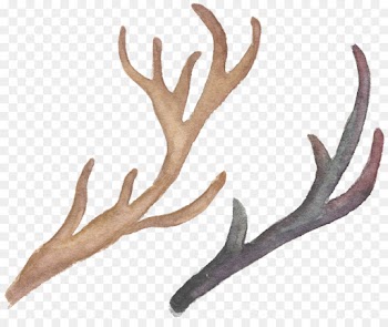 antler horn elk