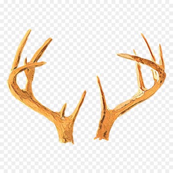 antler horn elk deer fawn
