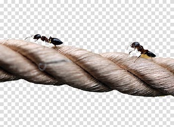 Ants climbing a tree Euclidean , Ants on the tree transparent background PNG clipart