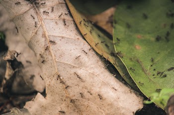Ants on Brown and Green Leaves