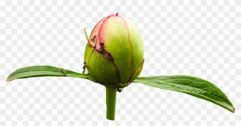 Ants On Light Pink Peony Bud Png By Bunny With Camera - Bud