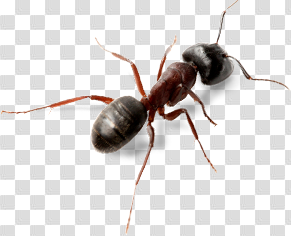 Ants PNG images free download, ant PNG