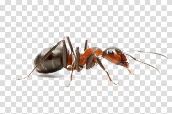 Ants PNG images free download, ant PNG