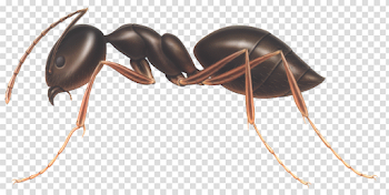 Ants PNG images free download, ant PNG
