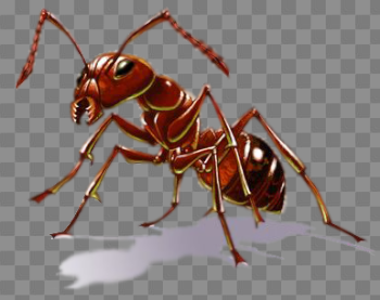 Ants PNG images free download, ant PNG