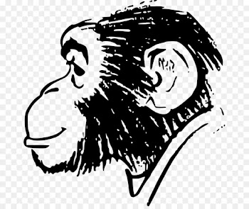 Ape, Chimpanzee, Drawing, Face, Head PNG