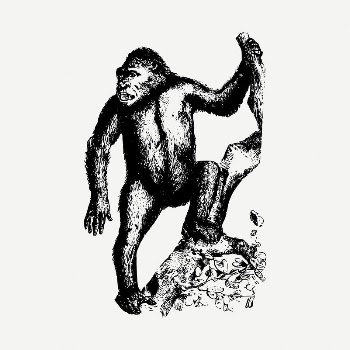Ape clipart illustration psd. Free | Free PSD - rawpixel
