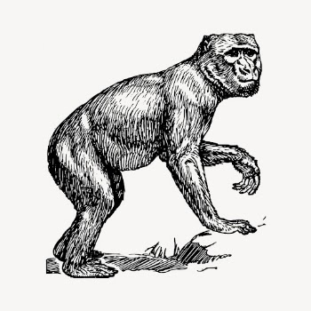 Ape clipart, vintage barbary macaque | Free Vector - rawpixel