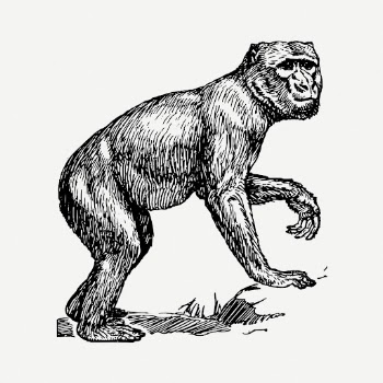 Ape drawing, barbary macaque vintage | Free PSD - rawpixel
