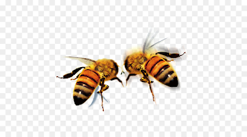 Apidae Queen bee Icon - HD bee png download - 500*500 - Free ...