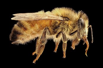 Apis mellifera, light body, side. | Free Photo - rawpixel