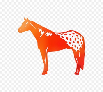 Appaloosa Decal Sticker American Paint Horse Car -  