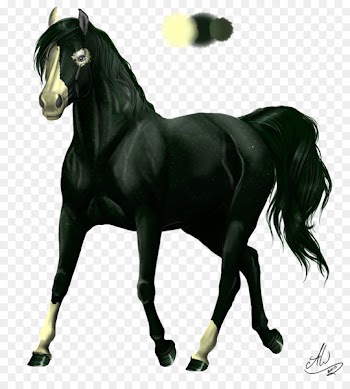Appaloosa Pony Foal Fjord horse Stallion - aug flag 