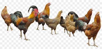 Appenzeller Spitzhauben White-faced Black Spanish Poultry - Chickens 