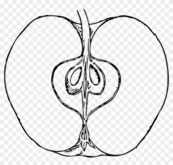 Apple Black And White Apple Clip Art Black And White - Apple Cut In Half Drawing