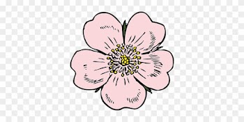 Apple Blossom Flower Rose Plant Wild Summe - Wild Rose Clip Art