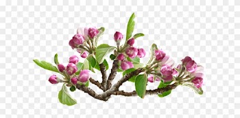 Apple Blossom, Flower, Tree, Orchard - Flower Tree