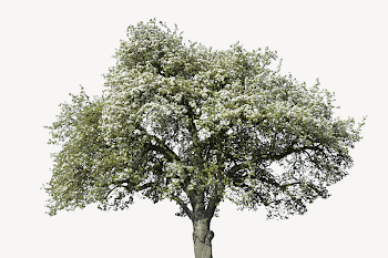 Apple blossom tree, isolated botanical | Free PSD - rawpixel