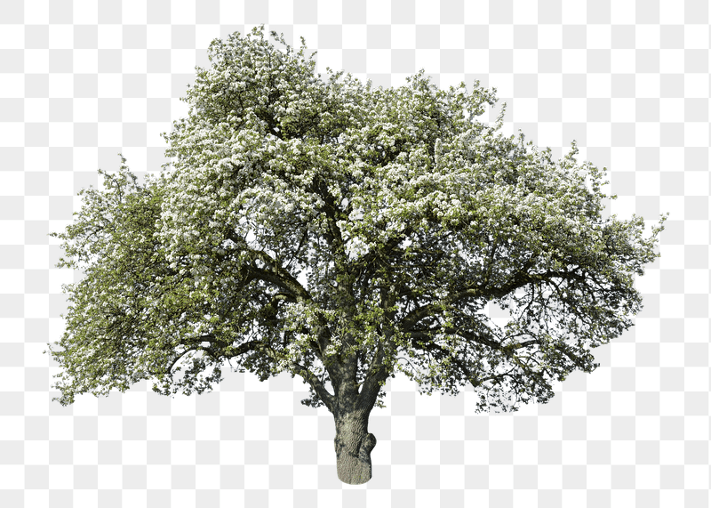 Apple blossom tree png sticker, | Free PNG - rawpixel