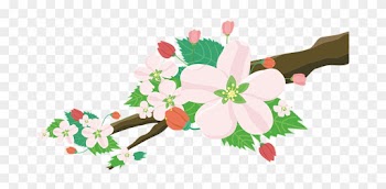 Apple, Blossoms, Flowers, Nature - Apple, Blossoms, Flowers, Nature