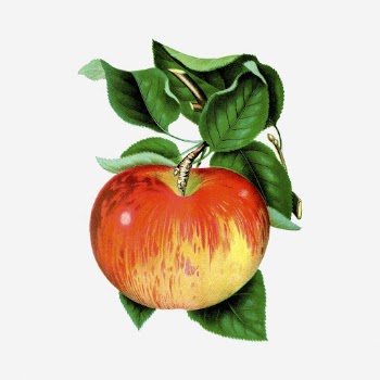 Apple clipart, vintage fruit illustration. | Free Photo - rawpixel