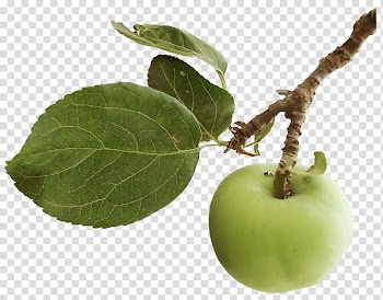 Apple Computer Software , Apple leaves transparent background PNG clipart