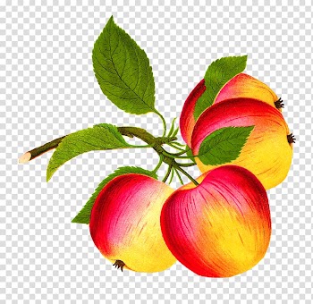 Apple Food Fruit , apple fruit transparent background PNG clipart