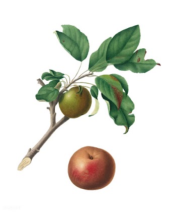 Apple from Pomona Italiana (1817-1839) by Gio.. | Free stock vector - 488045