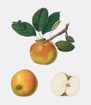 Apple from Pomona Italiana illustration | Free stock vector - 488226