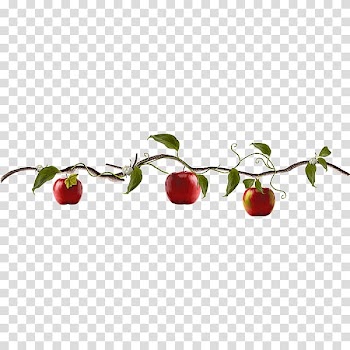 Apple Fruit , Creative apple tree transparent background PNG clipart