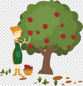 Apple Fruit picking , painted apple-picking transparent background PNG clipart