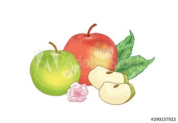 Apple fruits composition hand drawn vector illustration