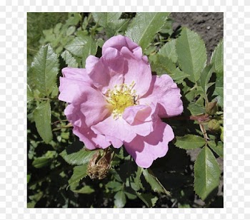 Apple Jack - Woods' Rose